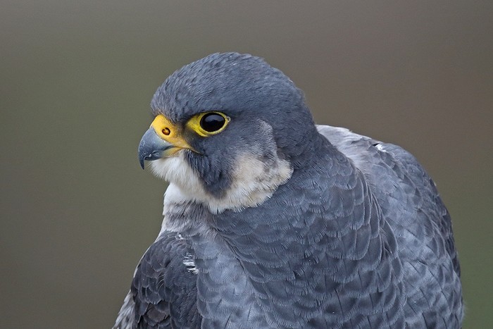 Peregrine