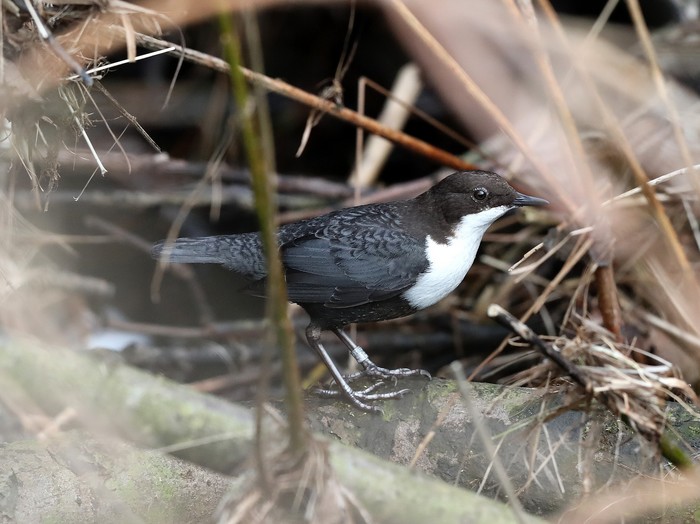 Black-bellied Dipper