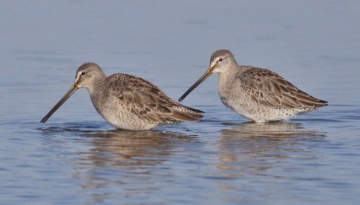 Long-billed Dowitcher