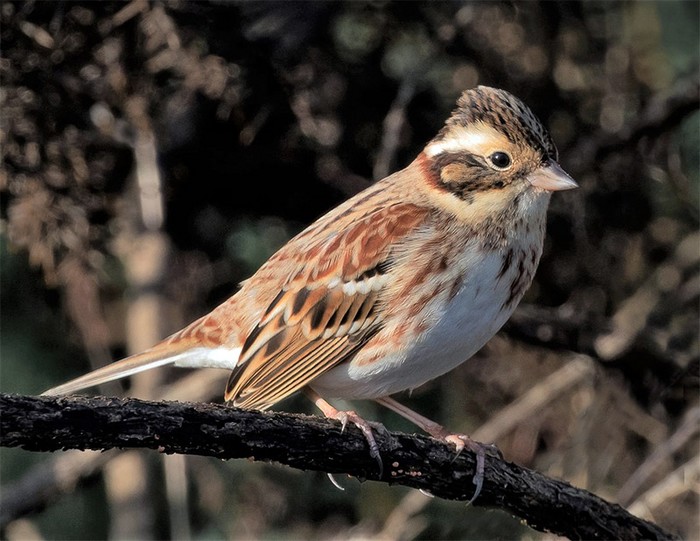 Rustic Bunting