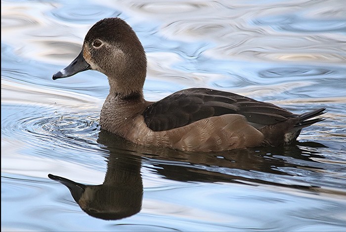 Ring-necked Duck
