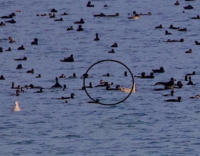 Black Scoter