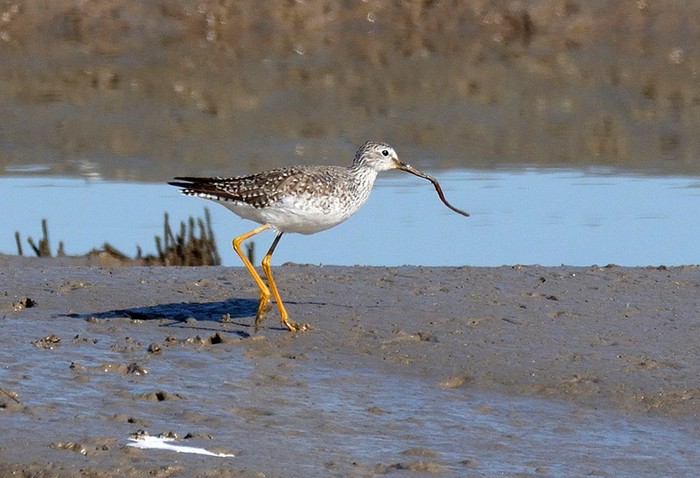 Lesser Yellowlegs