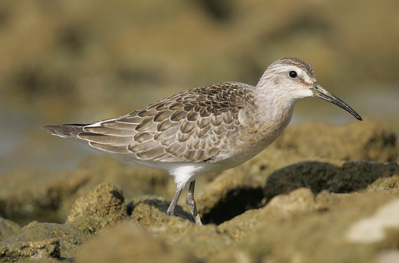 Curlew Sandpiper