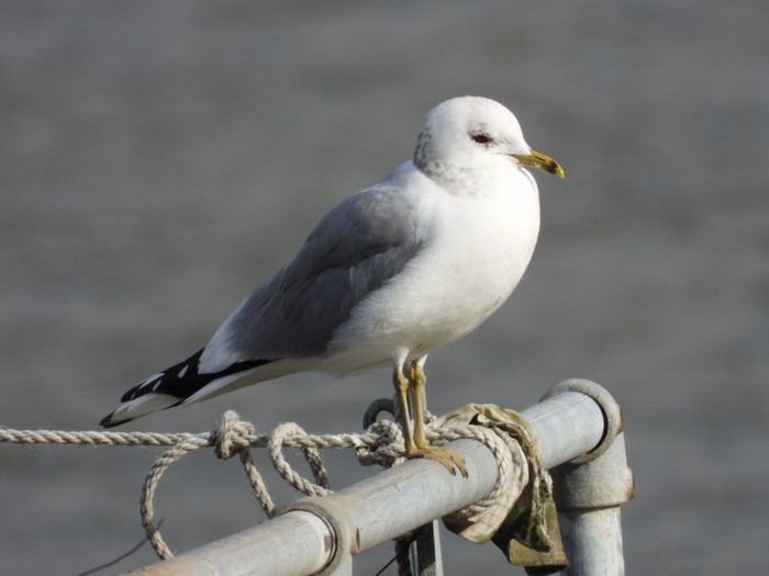 Common Gull