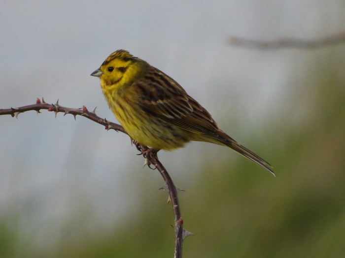 Yellowhammer