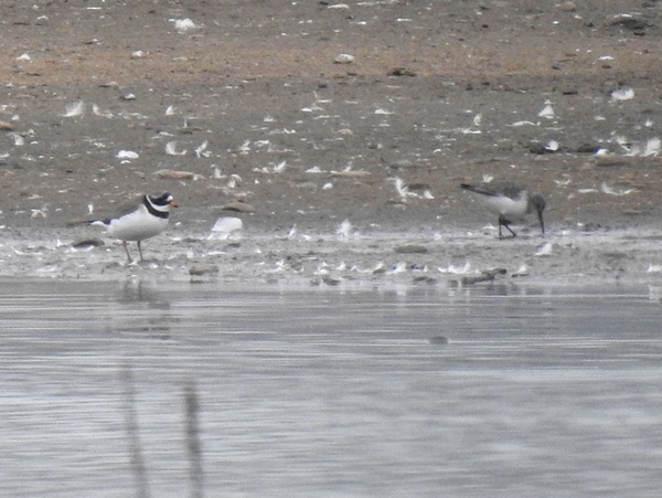 Ringed Plover