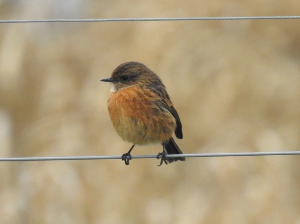 Stonechat