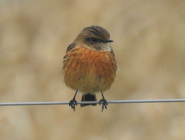 Stonechat