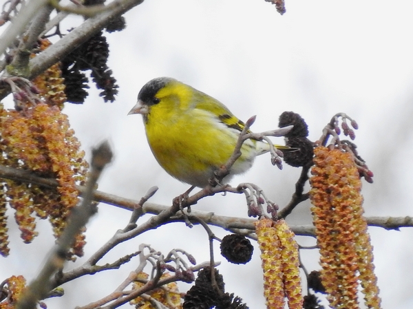 Siskin