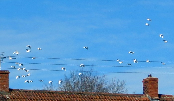 Cattle Egret
