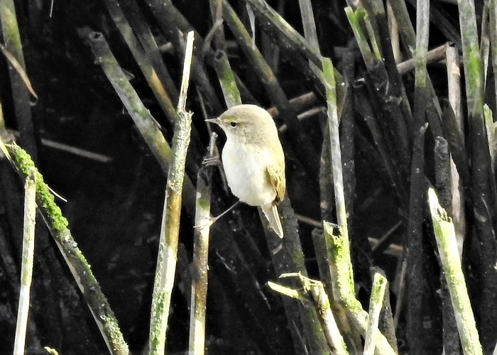 Chiffchaff