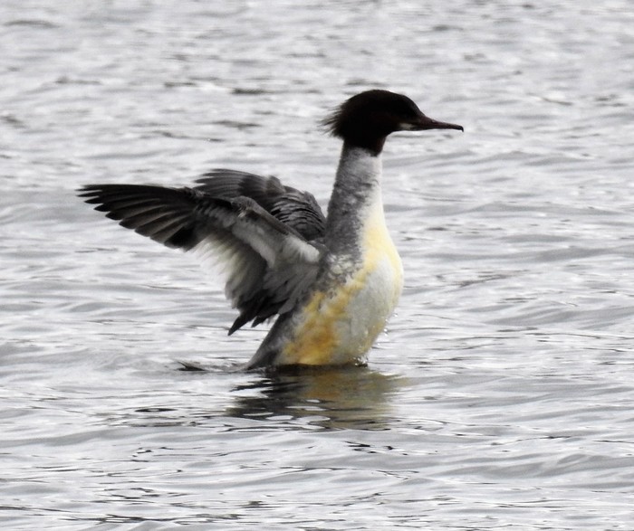 Goosander