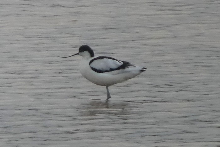 Avocet