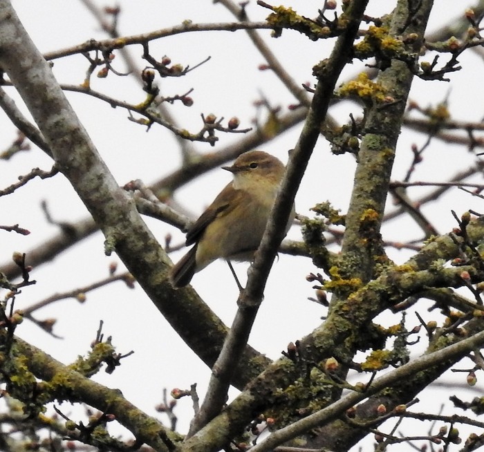 Chiffchaff