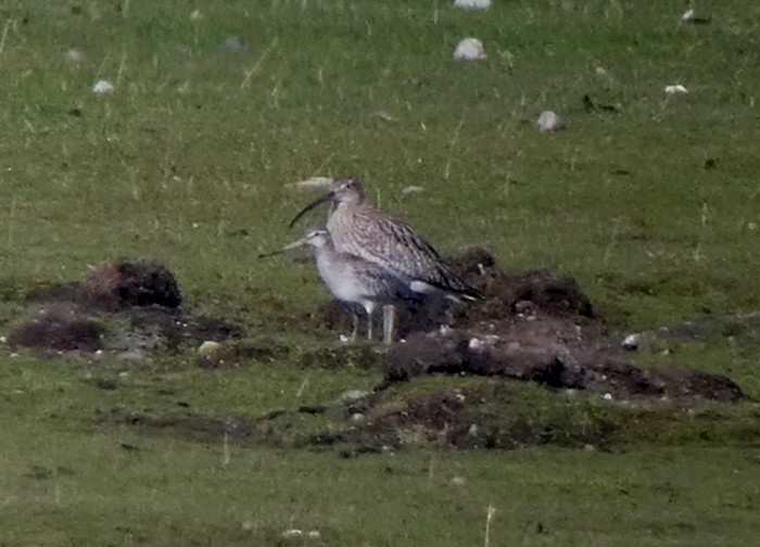 Bar-tailed Godwit
