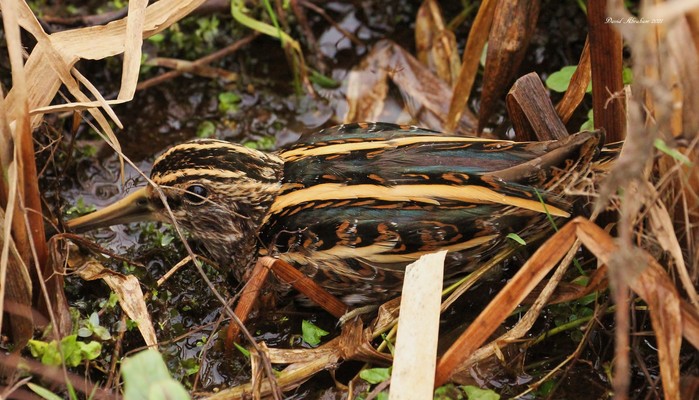 Jack Snipe 