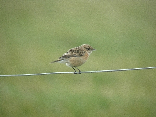 Siberian Stonechat