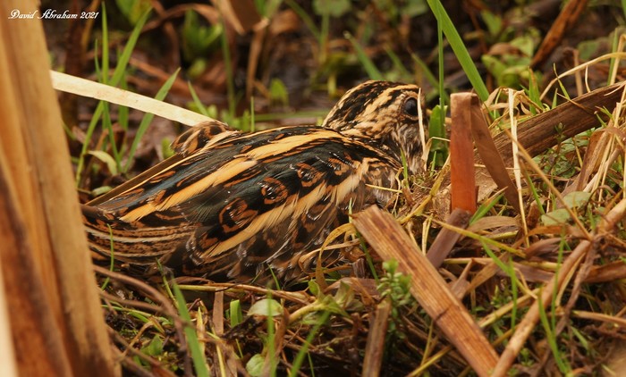 Jack Snipe 
