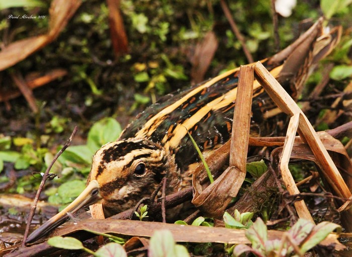 Jack Snipe 