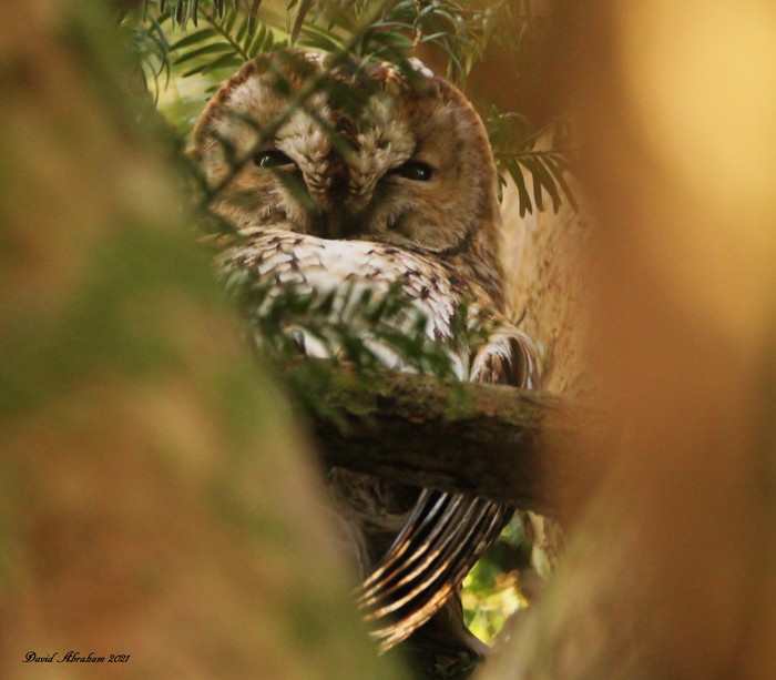 Tawny Owl