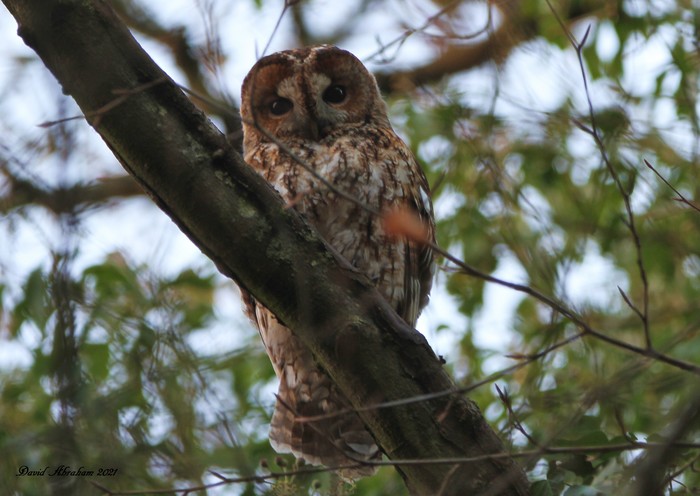 Tawny Owl 