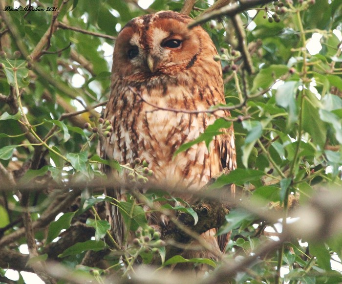 Tawny Owl