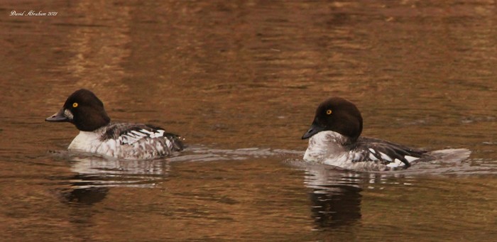 Goldeneye 