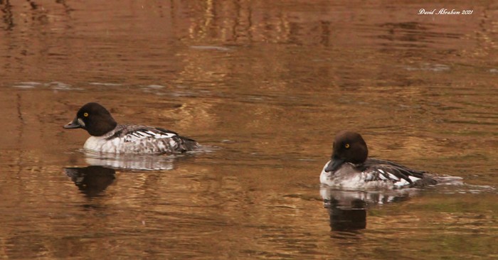 Goldeneye 
