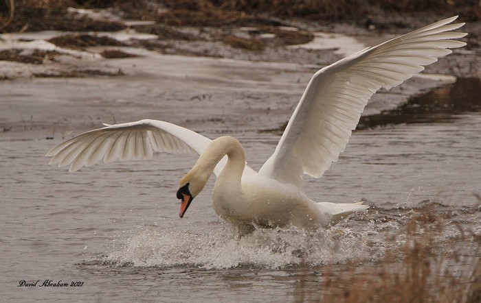 Mute Swan