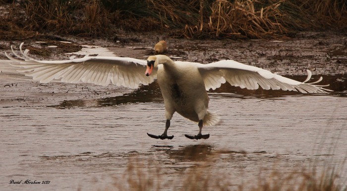 Mute Swan