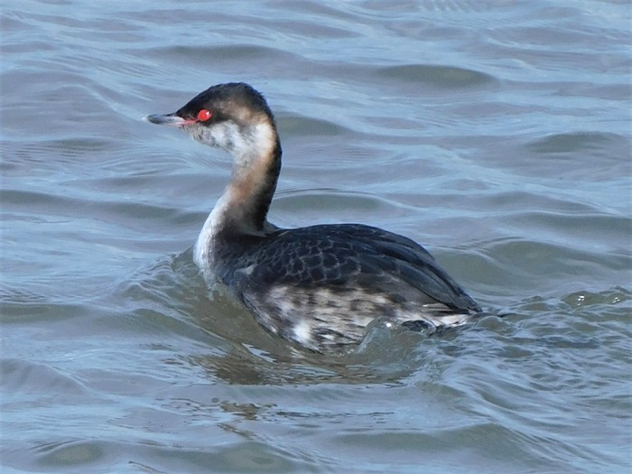 Slavonian Grebe
