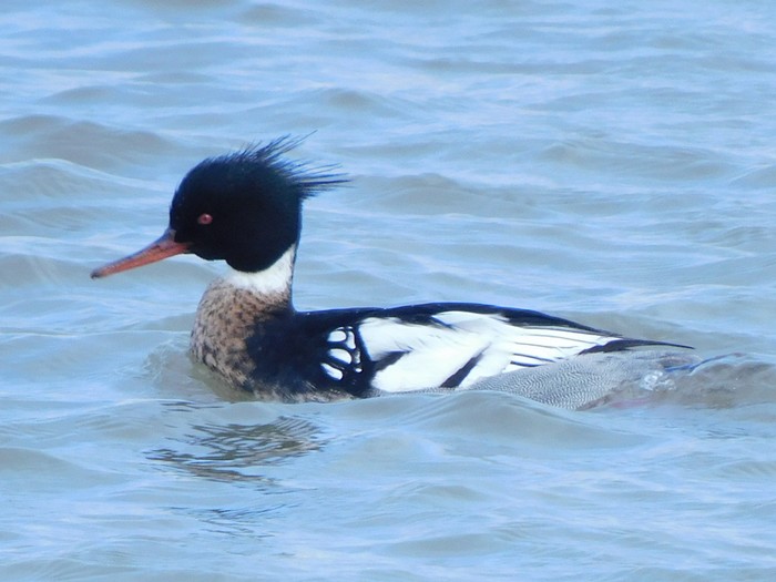 Red-breasted Merganser