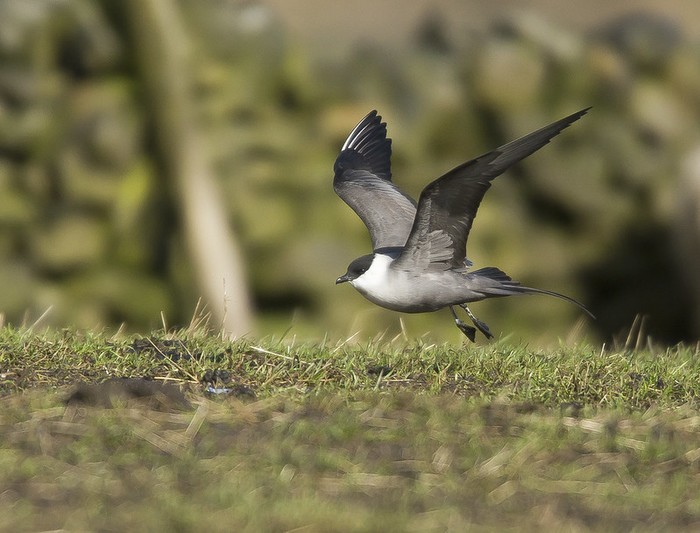 Long-tailed Skua