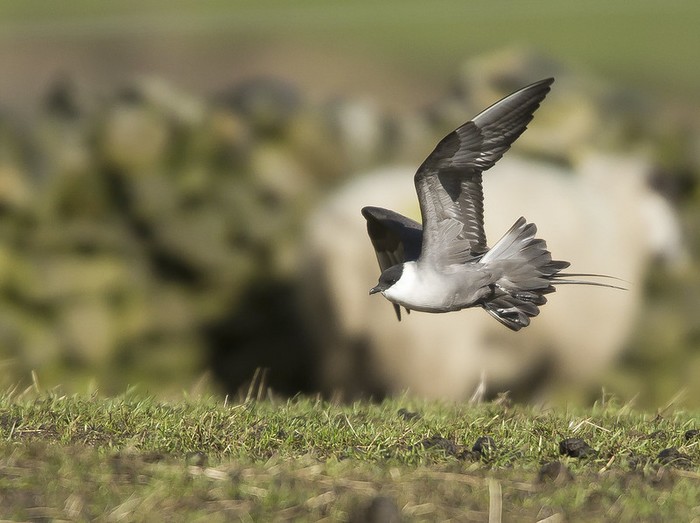 Long-tailed Skua