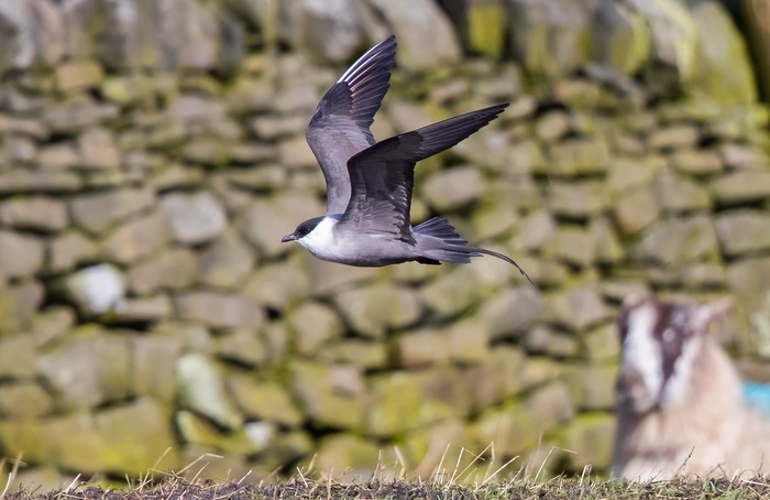 Long-tailed Skua