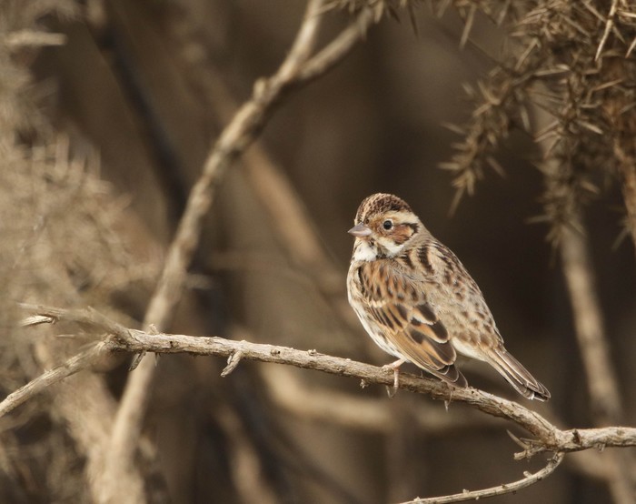 Little Bunting