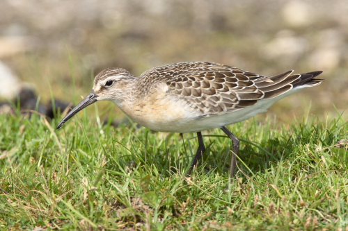 Curlew Sandpiper