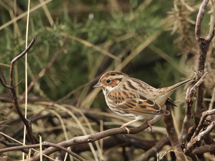 Little Bunting