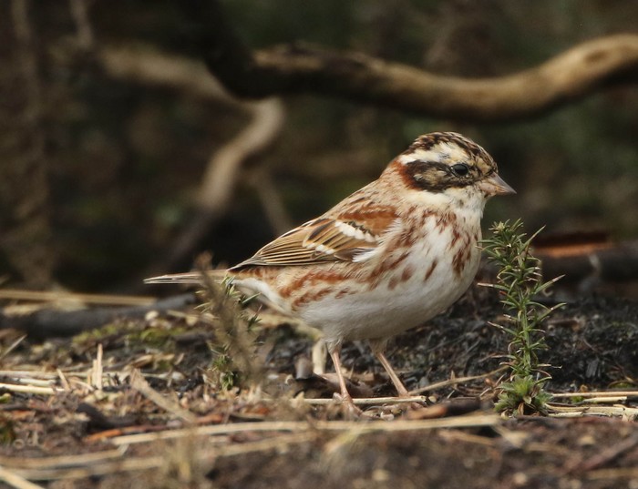 Rustic Bunting