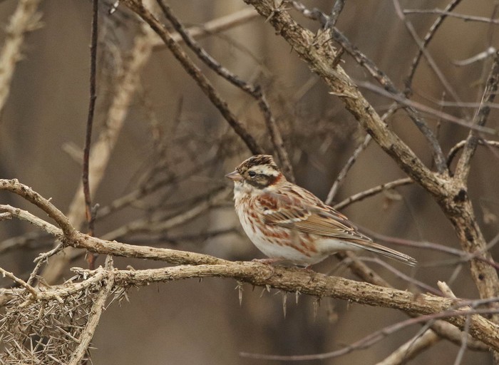Rustic Bunting