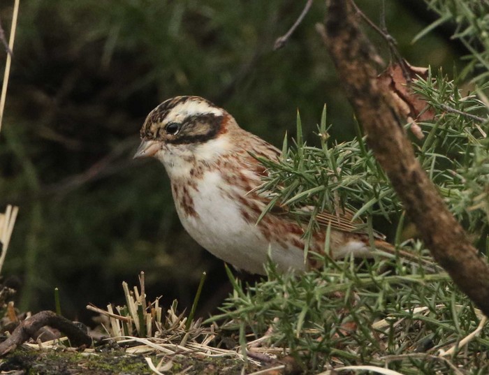 Rustic Bunting