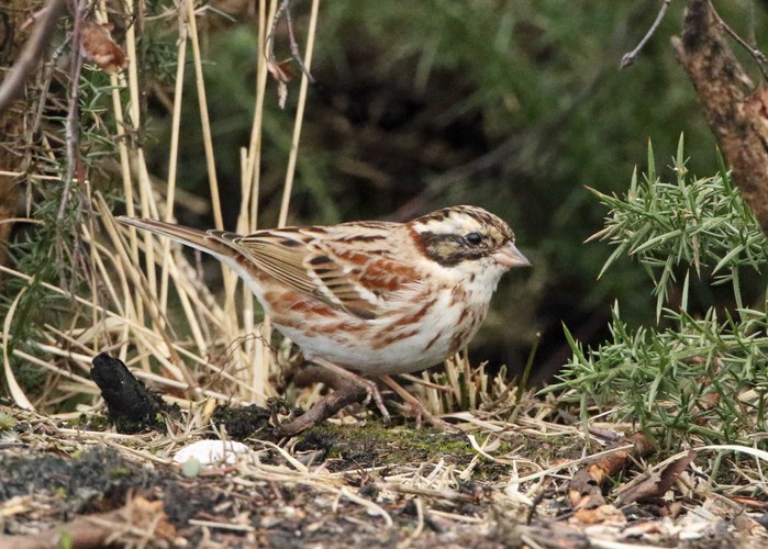 Rustic Bunting