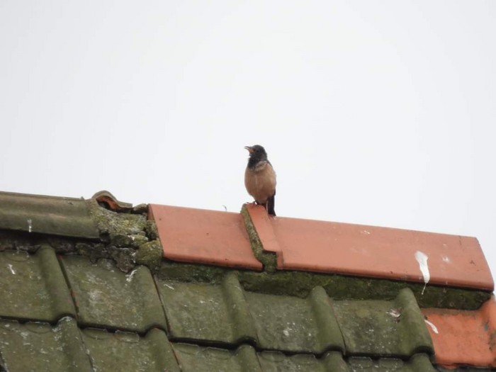 Rose-coloured Starling