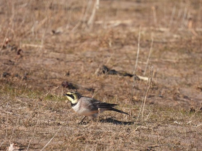 Shorelark