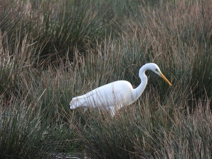 Great White Egret
