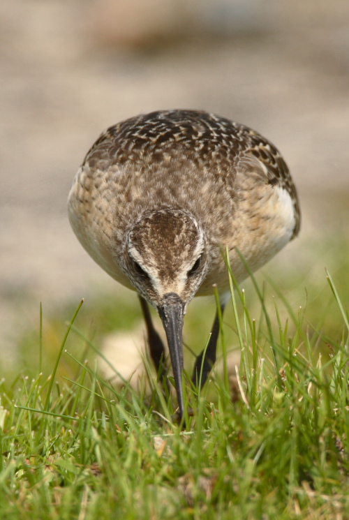 Curlew Sandpiper