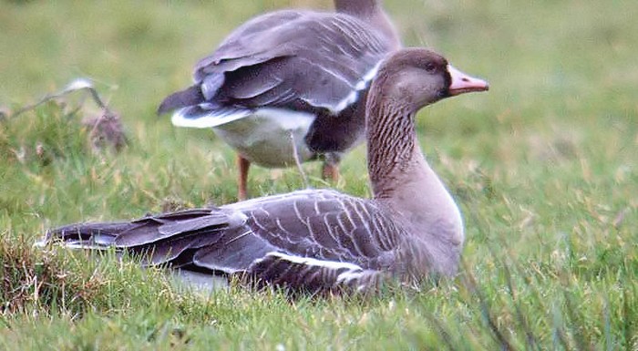 Russian White-fronted Goose