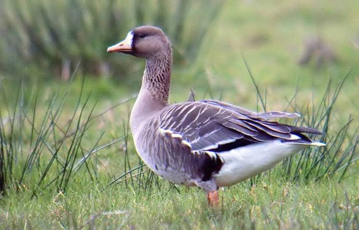 Russian White-fronted Goose
