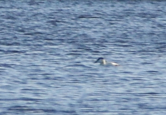Eider